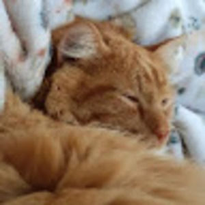 Meet your Posher, Beep